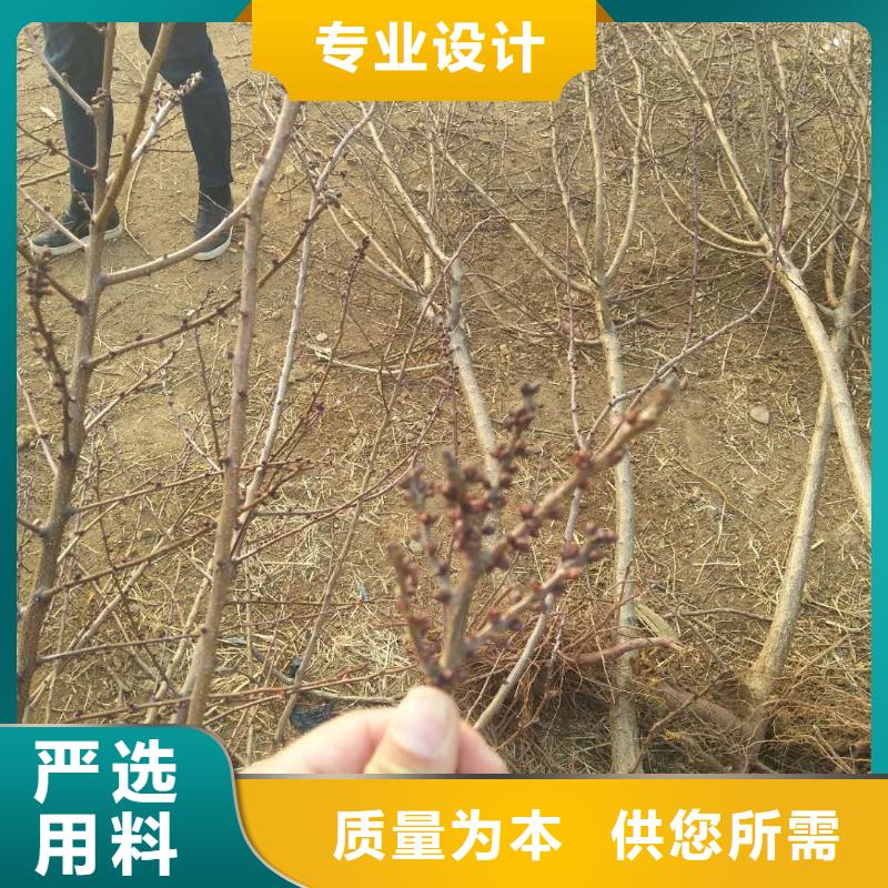 北美冬青视频-北美冬青|马鞍山市|含山|和县|亳州|阜阳|黄山|滁州|巢湖|安庆|宣城