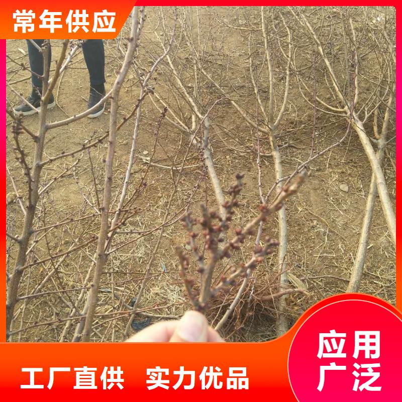 杏,桃树苗资质认证