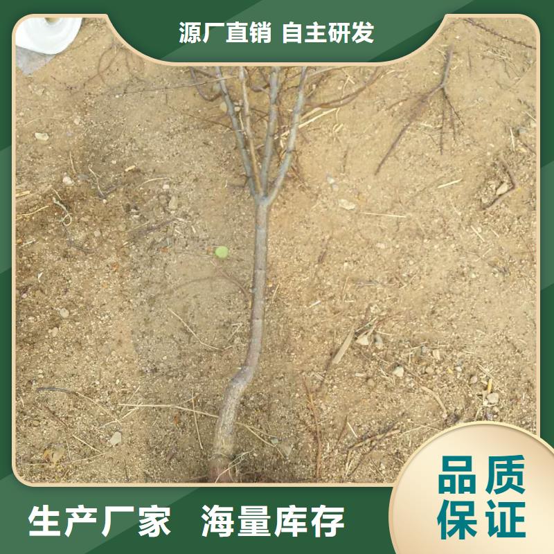 北美冬青-视频-北美冬青-轩园园艺场(浙江省分公司)服务区域绍兴|台州|丽水|温州|嘉兴