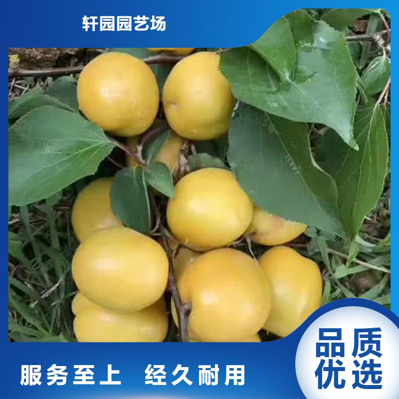北美冬青-视频-北美冬青|云南省迪庆市|德钦|香格里拉|西双版纳|保山|昭通|大理|怒江|临沧