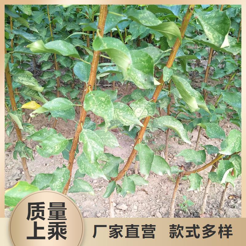杏,樱桃苗检验发货