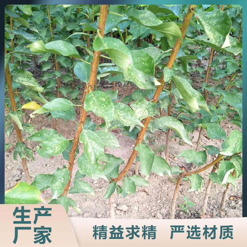 杏苹果苗细节决定品质