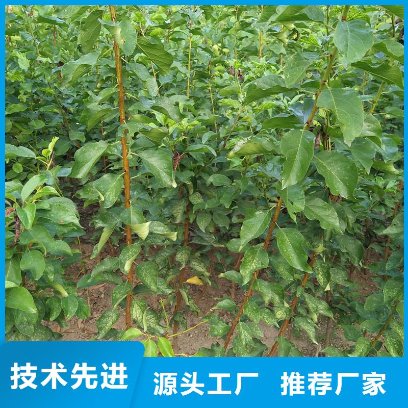 杏,樱桃苗检验发货