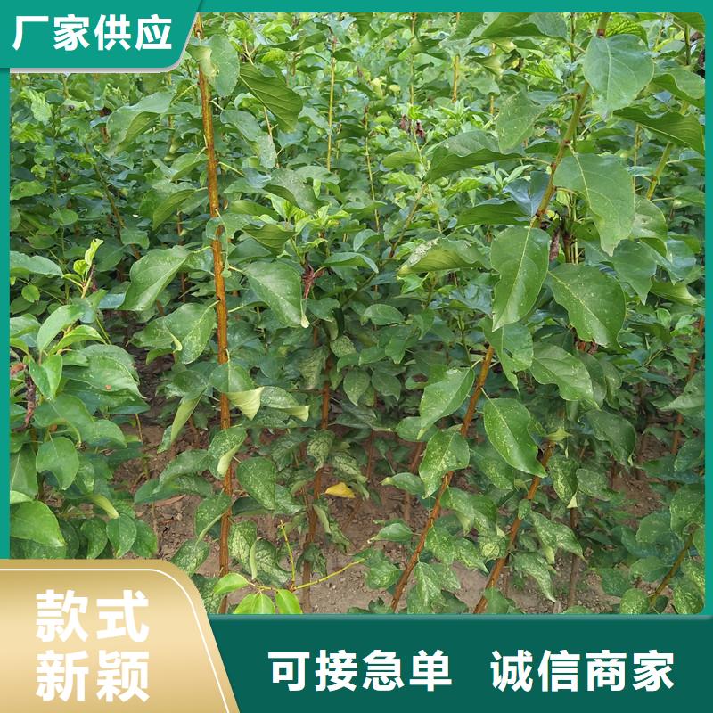 杏,桃树苗资质认证