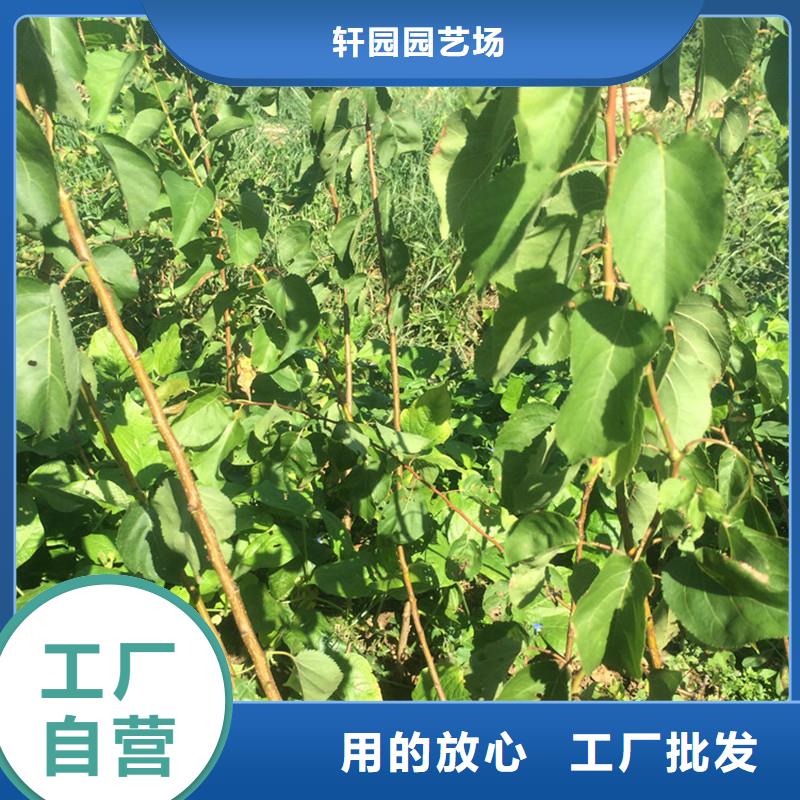 杏,桃树苗资质认证