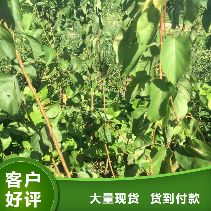 北美冬青-视频-北美冬青|云南省迪庆市|德钦|香格里拉|西双版纳|保山|昭通|大理|怒江|临沧