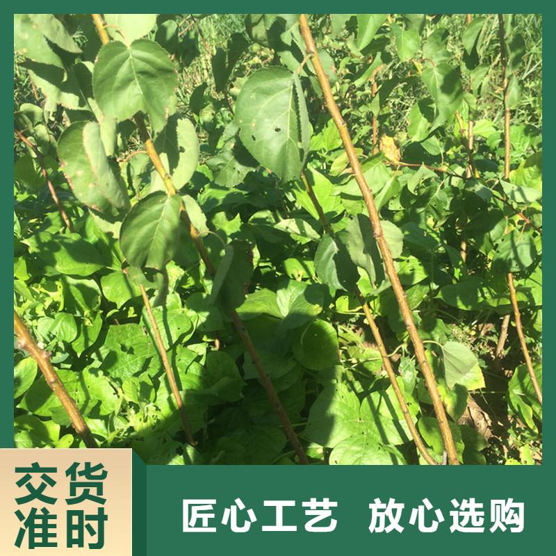 杏板栗苗厂家拥有先进的设备