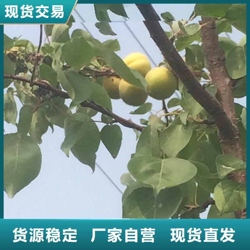 杏,樱桃苗检验发货