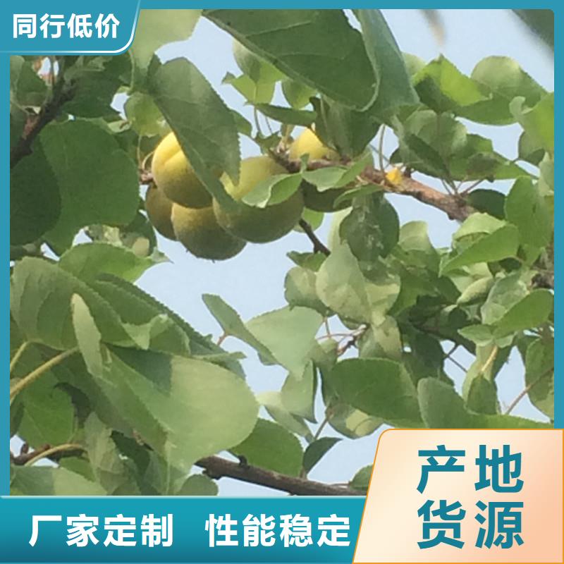 杏桃树苗有口皆碑