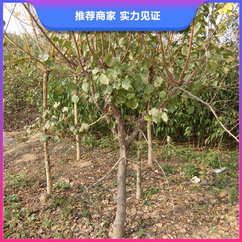 北美冬青-视频-北美冬青-轩园园艺场(浙江省分公司)服务区域绍兴|台州|丽水|温州|嘉兴