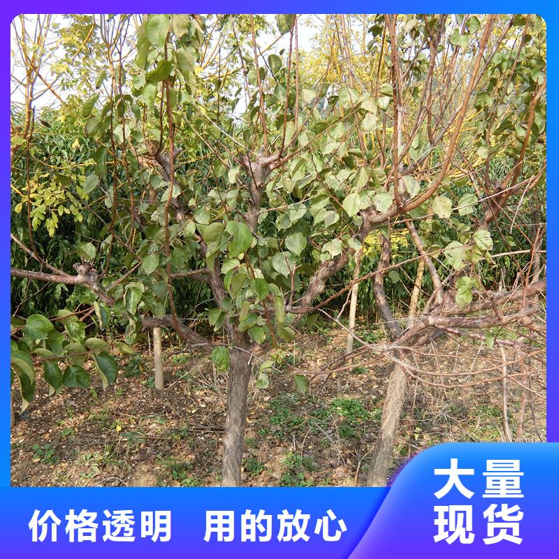 杏嘎啦苹果质量不佳尽管来找我