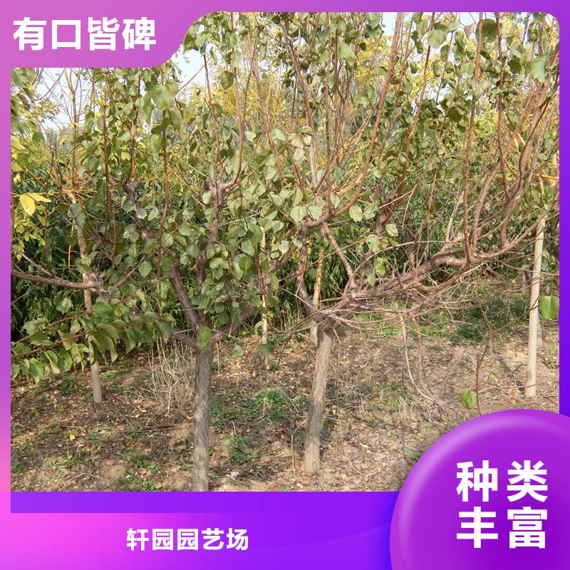杏,桃树苗资质认证