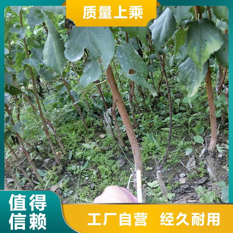 北美冬青-视频-北美冬青|云南省迪庆市|德钦|香格里拉|西双版纳|保山|昭通|大理|怒江|临沧