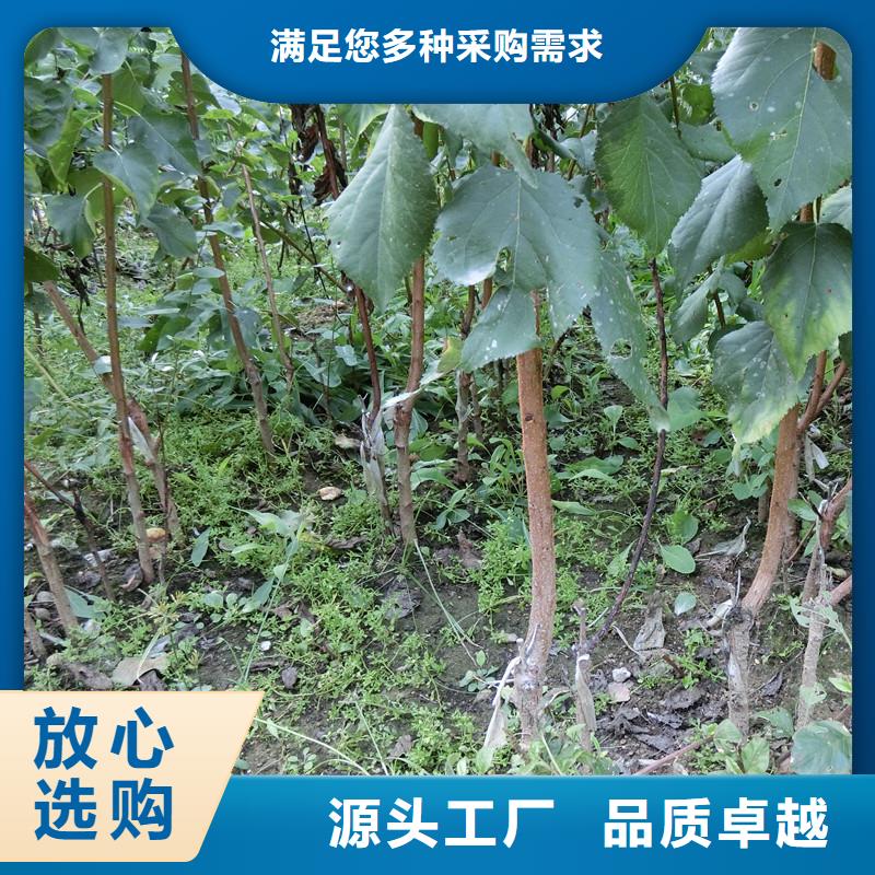 杏板栗苗厂家拥有先进的设备