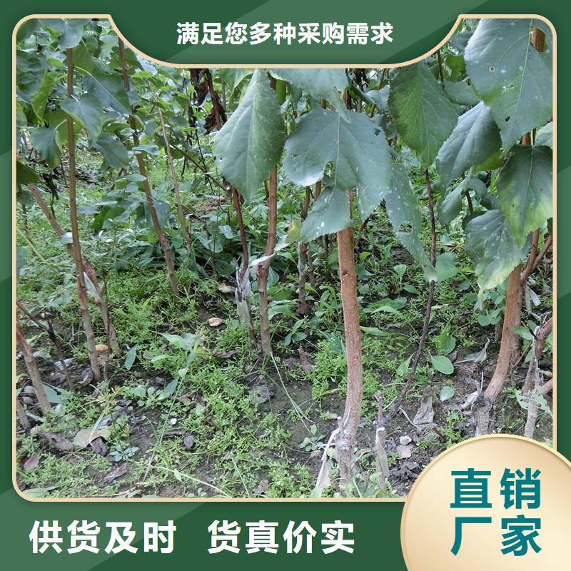 北美冬青-视频-北美冬青-轩园园艺场(浙江省分公司)服务区域绍兴|台州|丽水|温州|嘉兴