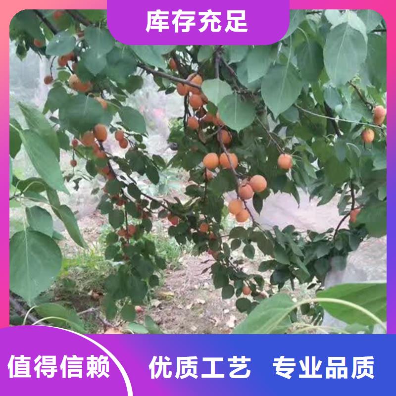 杏板栗苗厂家拥有先进的设备
