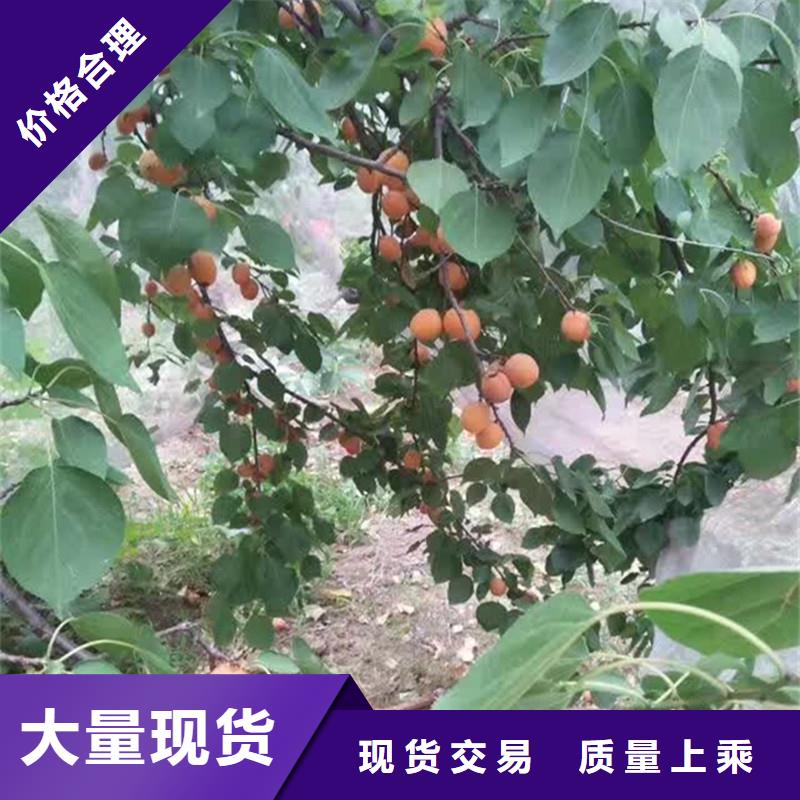 杏李树苗支持货到付清