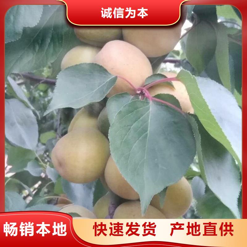 杏李树苗支持货到付清