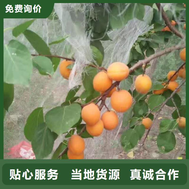 杏苹果苗细节决定品质