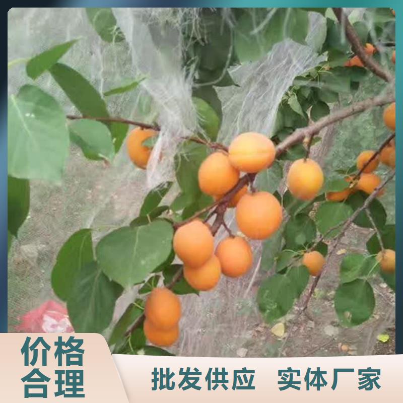 北美冬青视频-北美冬青|马鞍山市|含山|和县|亳州|阜阳|黄山|滁州|巢湖|安庆|宣城