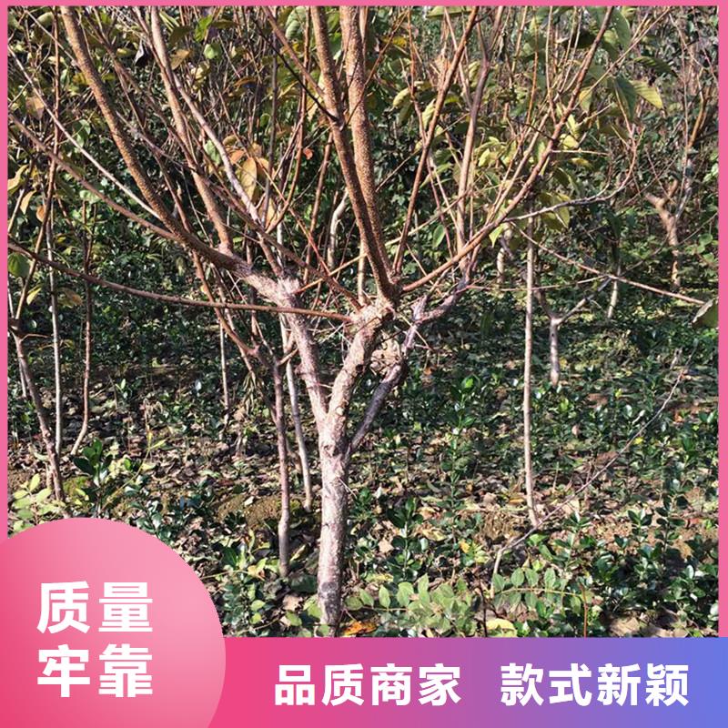 北美冬青-视频-北美冬青-轩园园艺场(浙江省分公司)服务区域绍兴|台州|丽水|温州|嘉兴