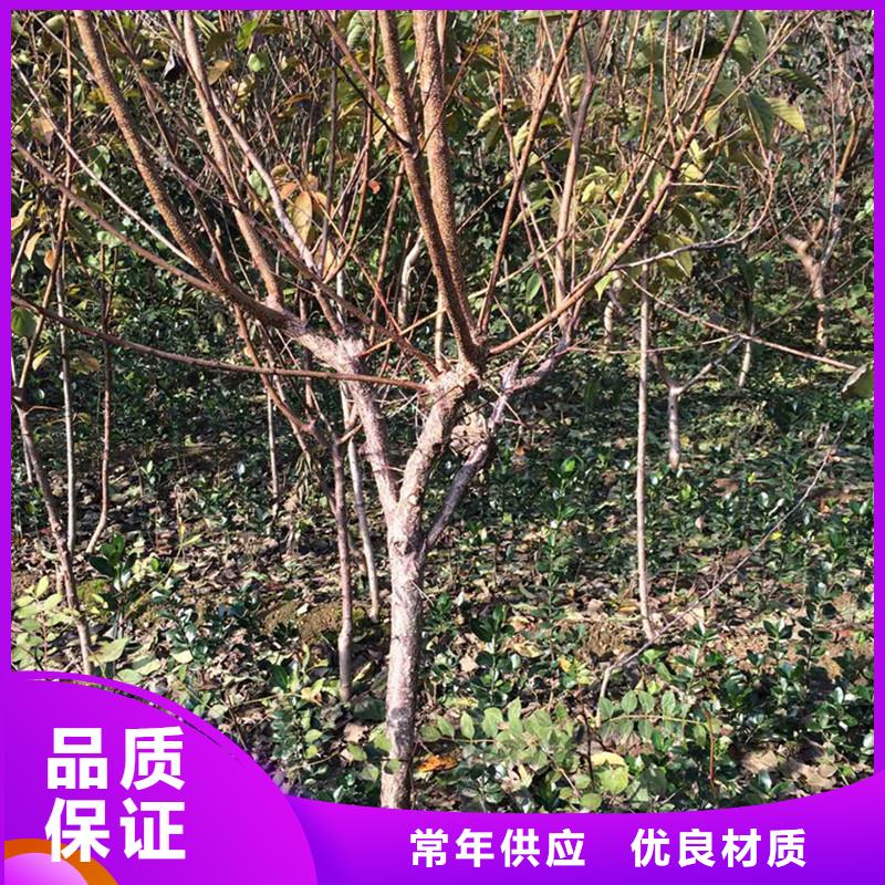 杏李树苗支持货到付清