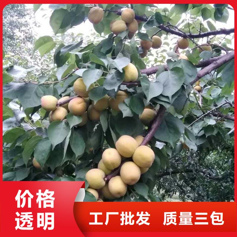 北美冬青视频-北美冬青|马鞍山市|含山|和县|亳州|阜阳|黄山|滁州|巢湖|安庆|宣城