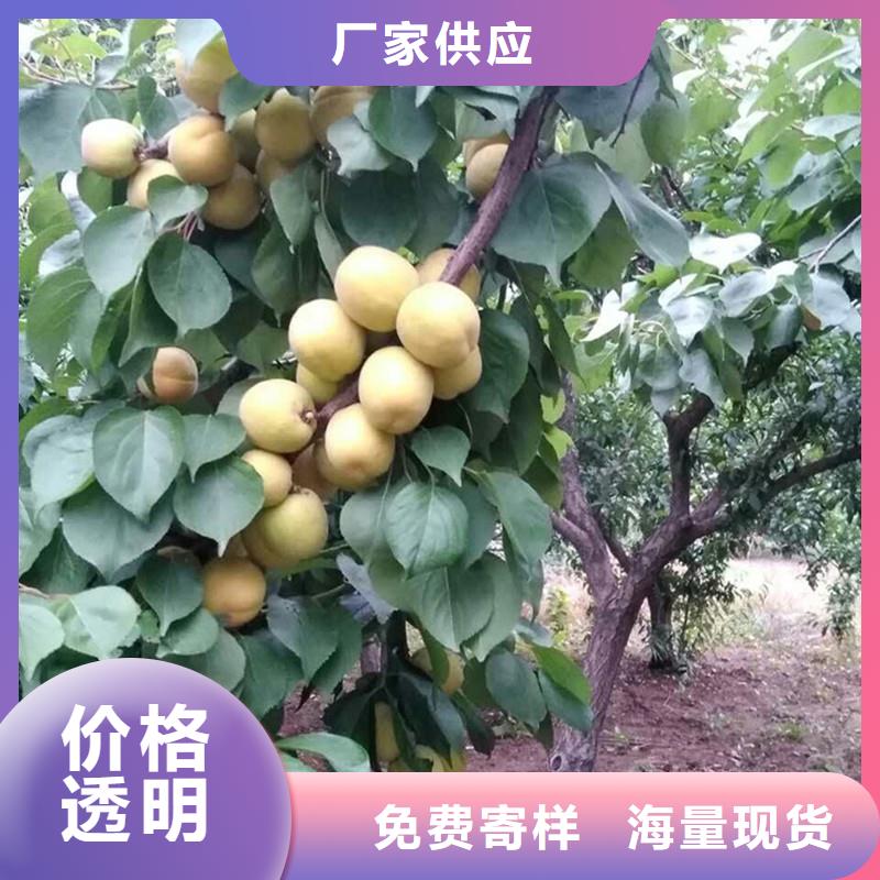 北美冬青-视频-北美冬青-轩园园艺场(浙江省分公司)服务区域绍兴|台州|丽水|温州|嘉兴