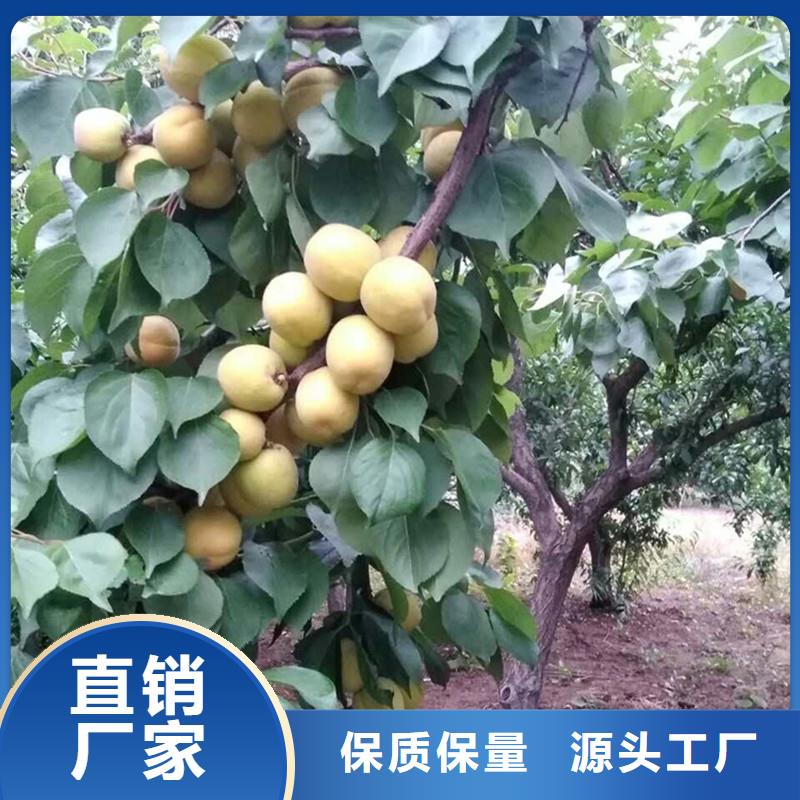 杏,樱桃苗检验发货