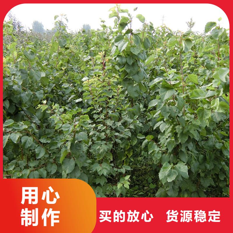 北美冬青视频-北美冬青|马鞍山市|含山|和县|亳州|阜阳|黄山|滁州|巢湖|安庆|宣城