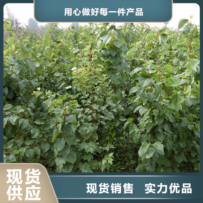 杏嘎啦苹果质量不佳尽管来找我