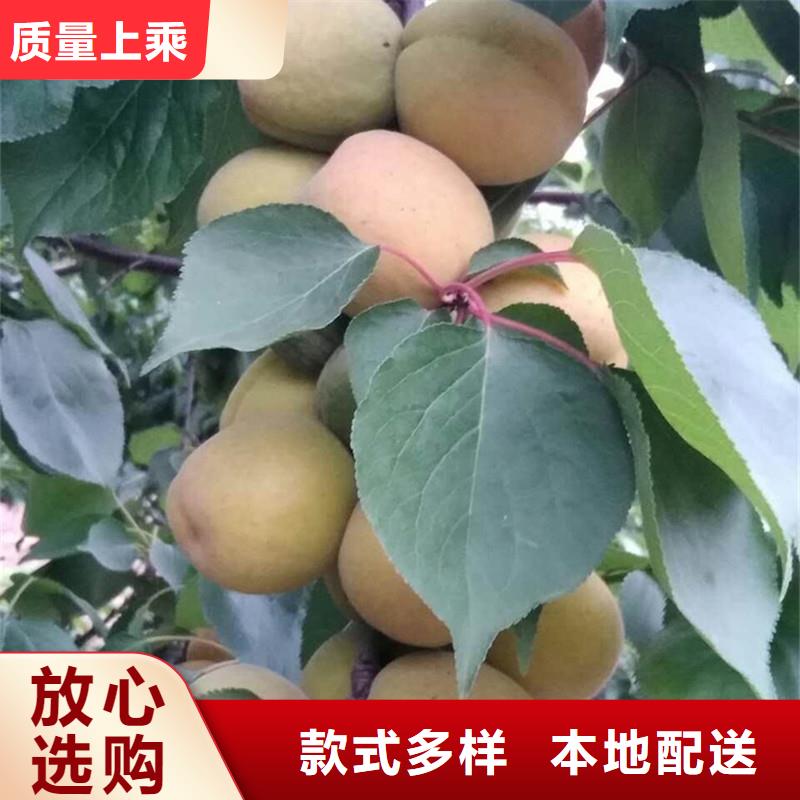 北美冬青-视频-北美冬青|云南省迪庆市|德钦|香格里拉|西双版纳|保山|昭通|大理|怒江|临沧