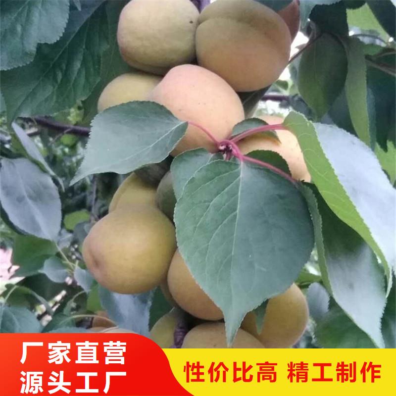 杏桃树苗有口皆碑
