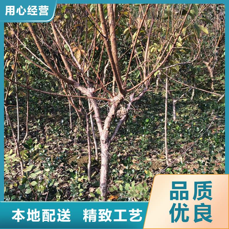 北美冬青-视频-北美冬青|云南省迪庆市|德钦|香格里拉|西双版纳|保山|昭通|大理|怒江|临沧