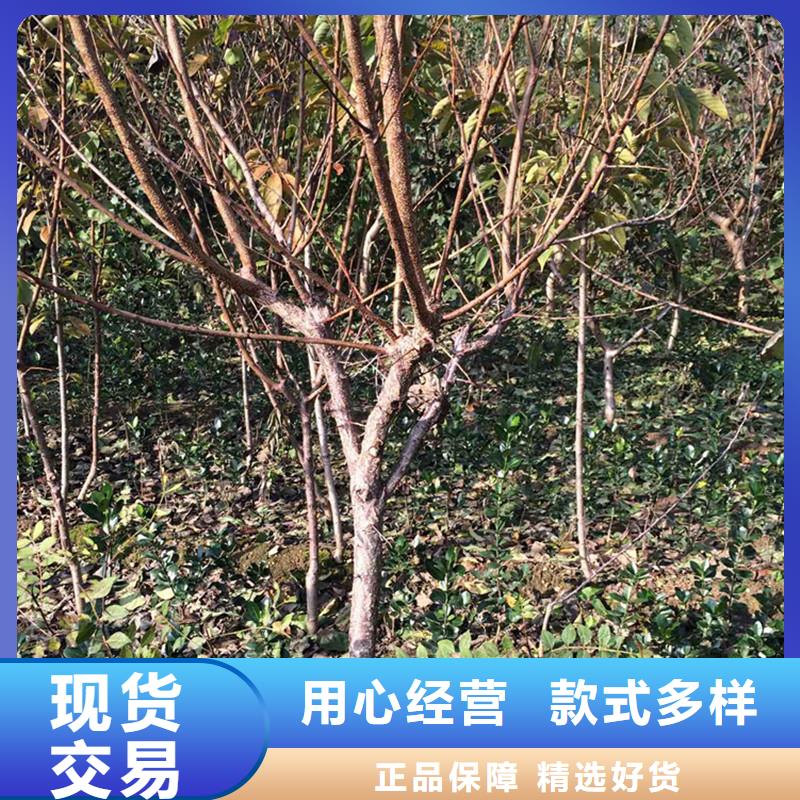 北美冬青-视频-北美冬青-轩园园艺场(浙江省分公司)服务区域绍兴|台州|丽水|温州|嘉兴