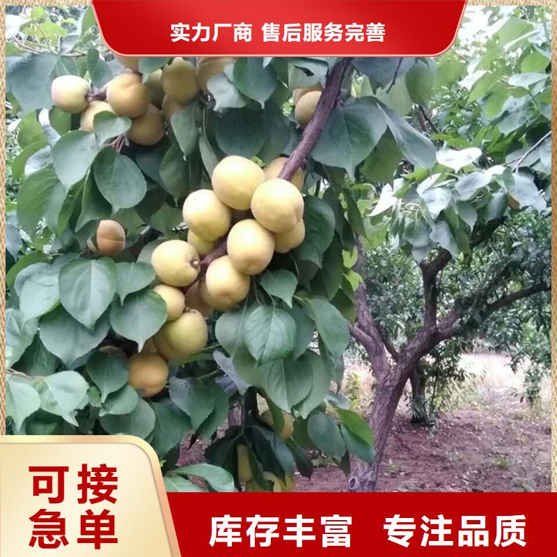 北美冬青视频-北美冬青|马鞍山市|含山|和县|亳州|阜阳|黄山|滁州|巢湖|安庆|宣城