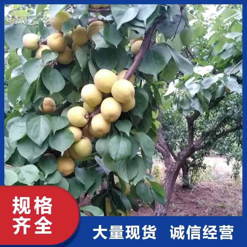 杏板栗苗厂家拥有先进的设备