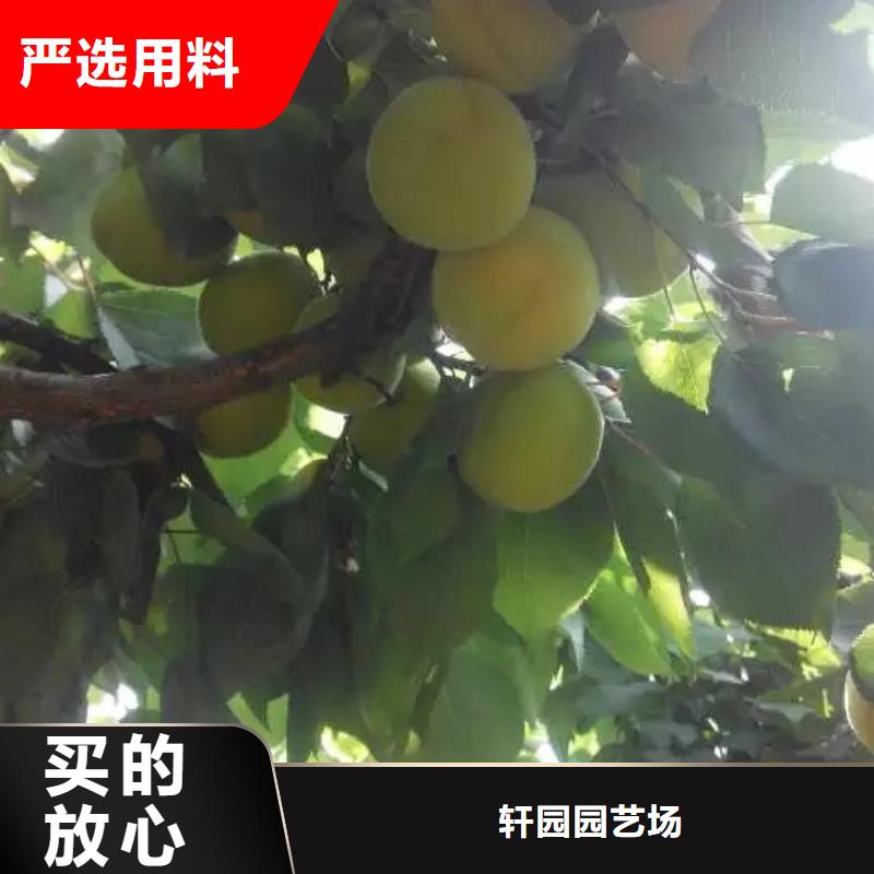 北美冬青-视频-北美冬青-轩园园艺场(浙江省分公司)服务区域绍兴|台州|丽水|温州|嘉兴