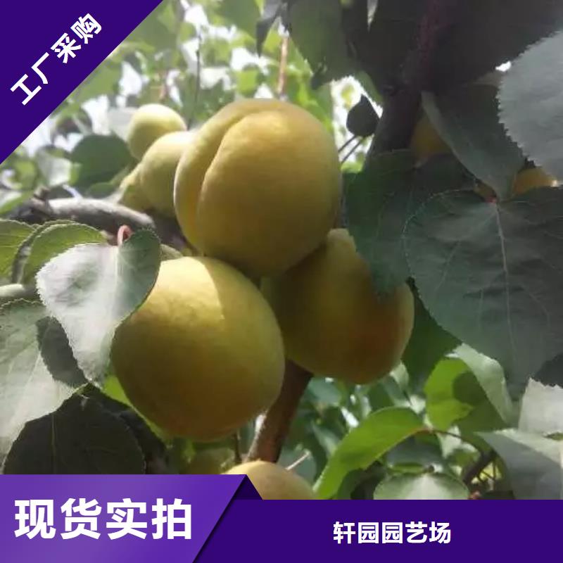 杏嘎啦苹果质量不佳尽管来找我