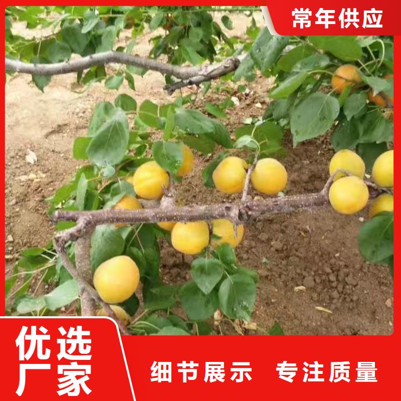 杏,樱桃苗检验发货