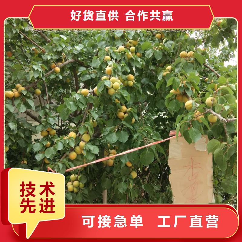 杏李树苗支持货到付清