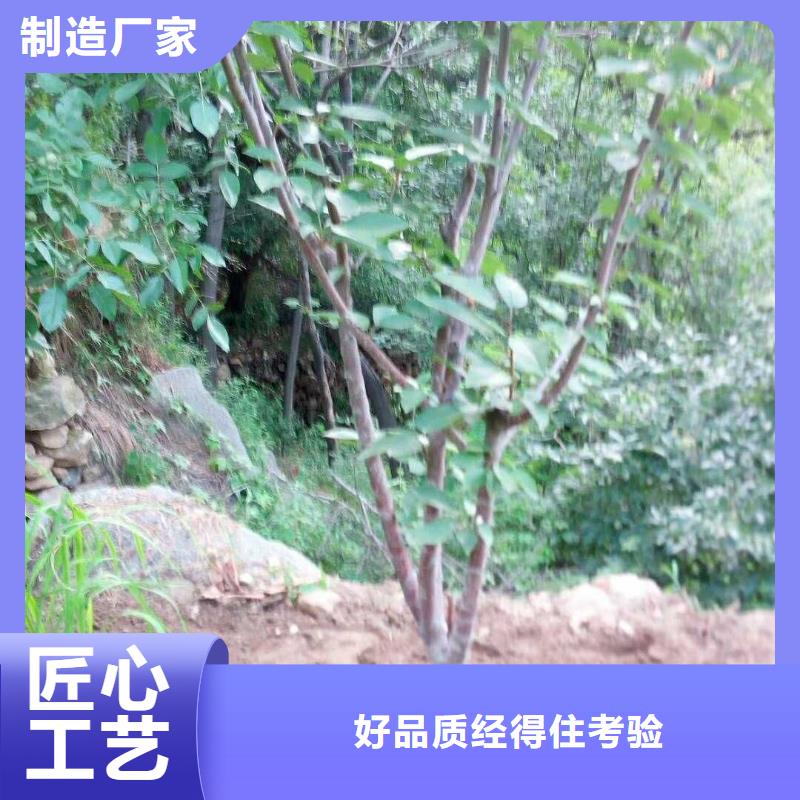 杏,樱桃苗检验发货