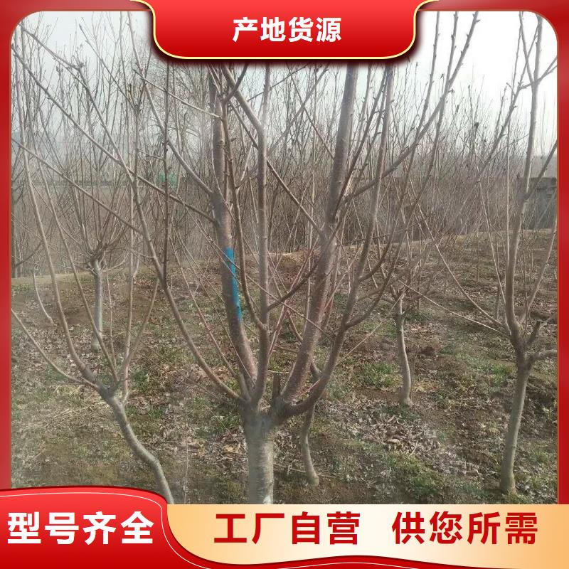 杏,樱桃苗检验发货