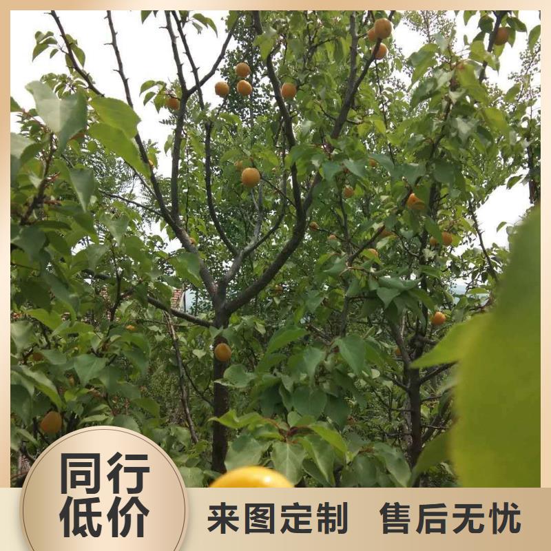 杏,樱桃苗检验发货
