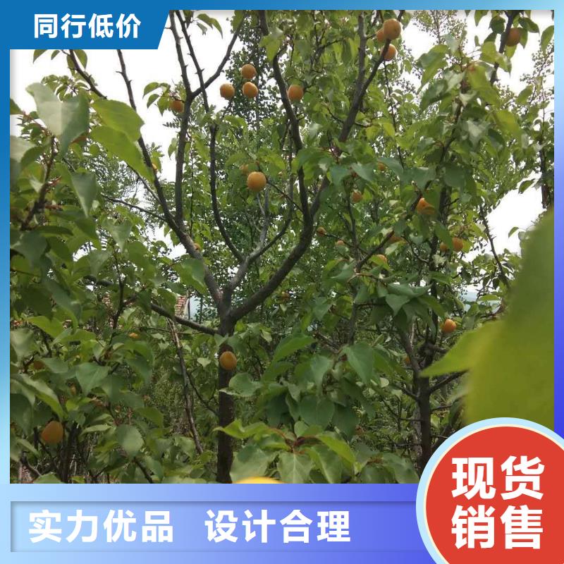 北美冬青-视频-北美冬青|云南省迪庆市|德钦|香格里拉|西双版纳|保山|昭通|大理|怒江|临沧
