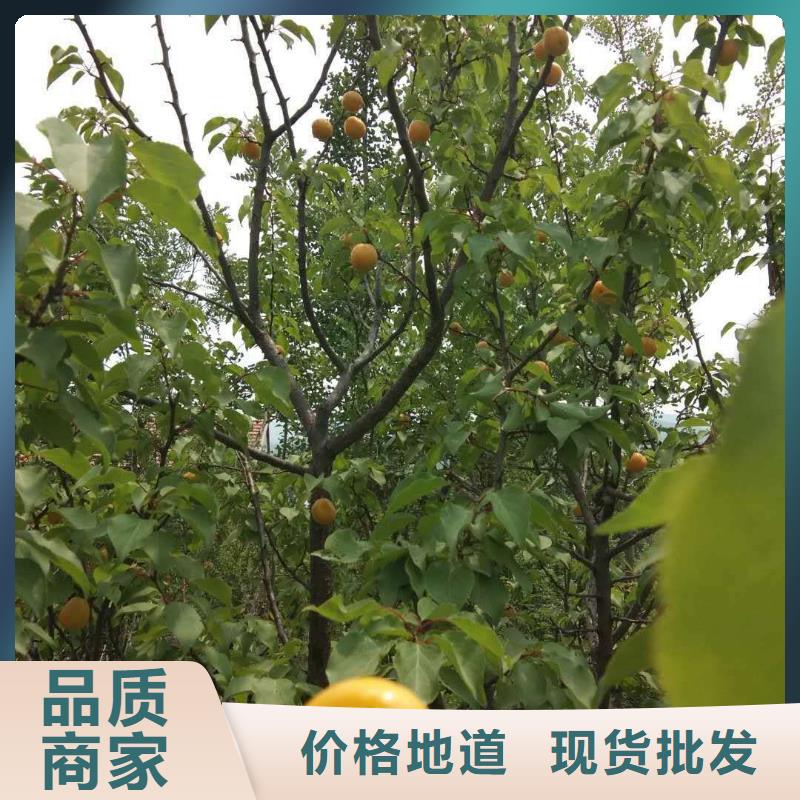 杏,樱桃苗检验发货