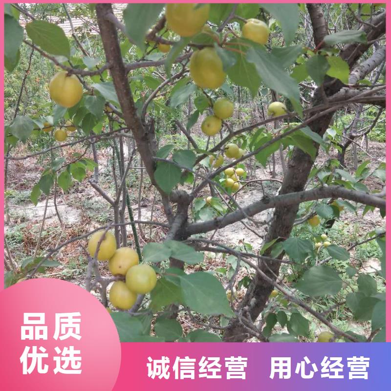 杏,樱桃苗检验发货
