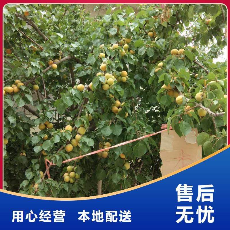 北美冬青视频-北美冬青|马鞍山市|含山|和县|亳州|阜阳|黄山|滁州|巢湖|安庆|宣城