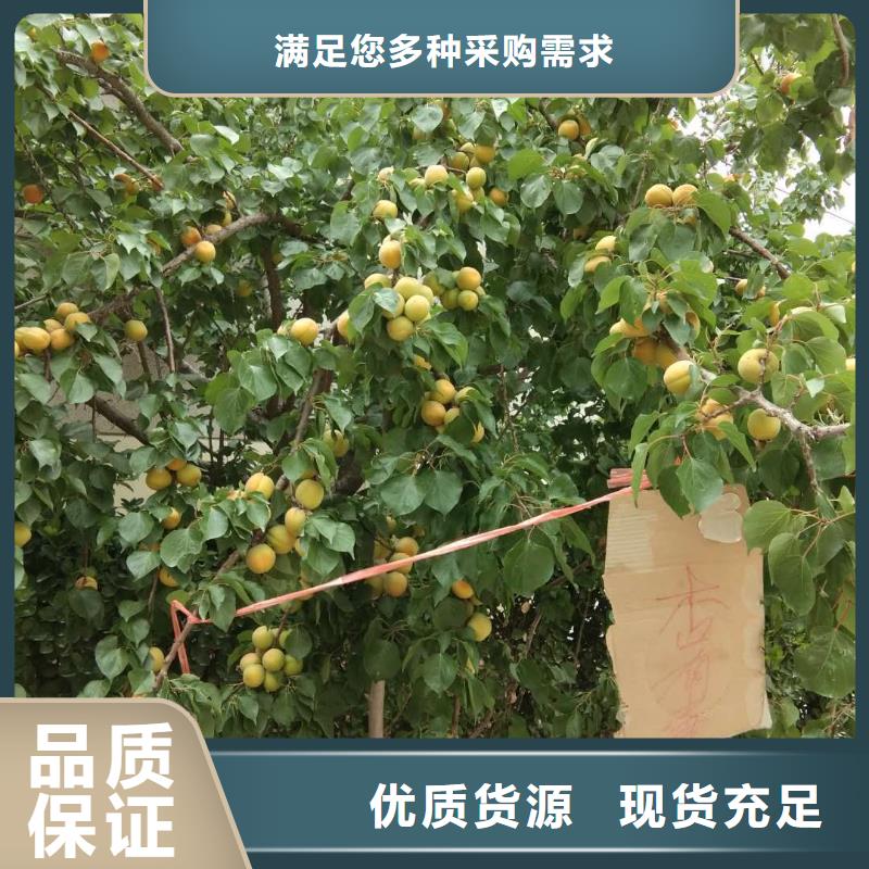 杏,樱桃苗检验发货