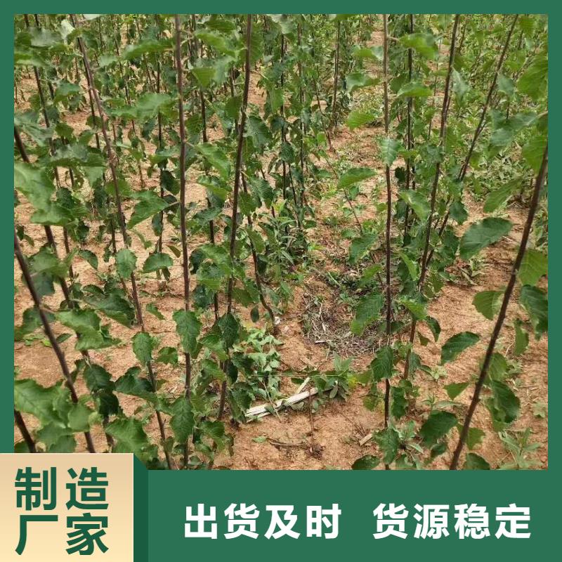 杏,樱桃苗检验发货